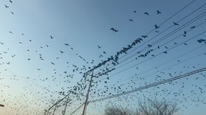 Korean crow flock