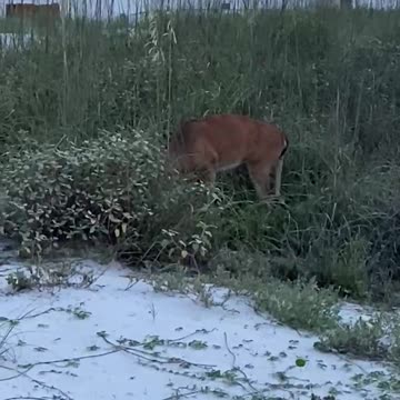 White Tail on the Beach