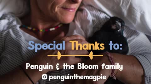 Wild Magpie Knew Exactly What This Family Needed