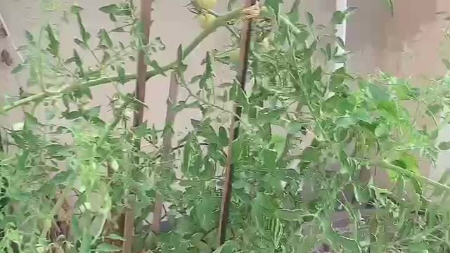 Potted vegetables and fruits