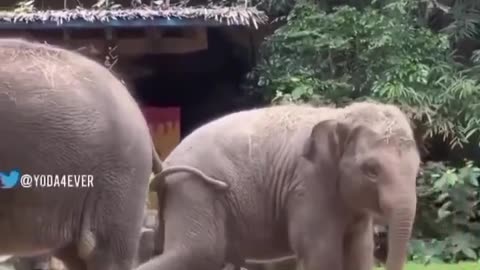 Elephant love story। elephant funny kids