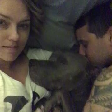 Waking up next to a pitbull