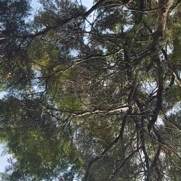 Estela de avión o Chemtrails sobre el Uruguay 2