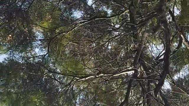 Estela de avión o Chemtrails sobre el Uruguay 2