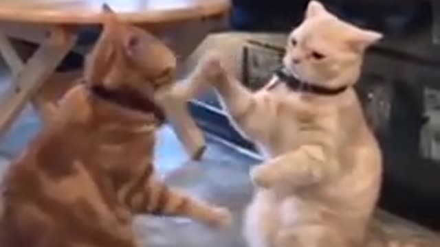 Cat funny moments