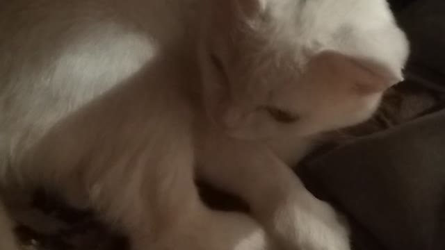 Отдых кошки