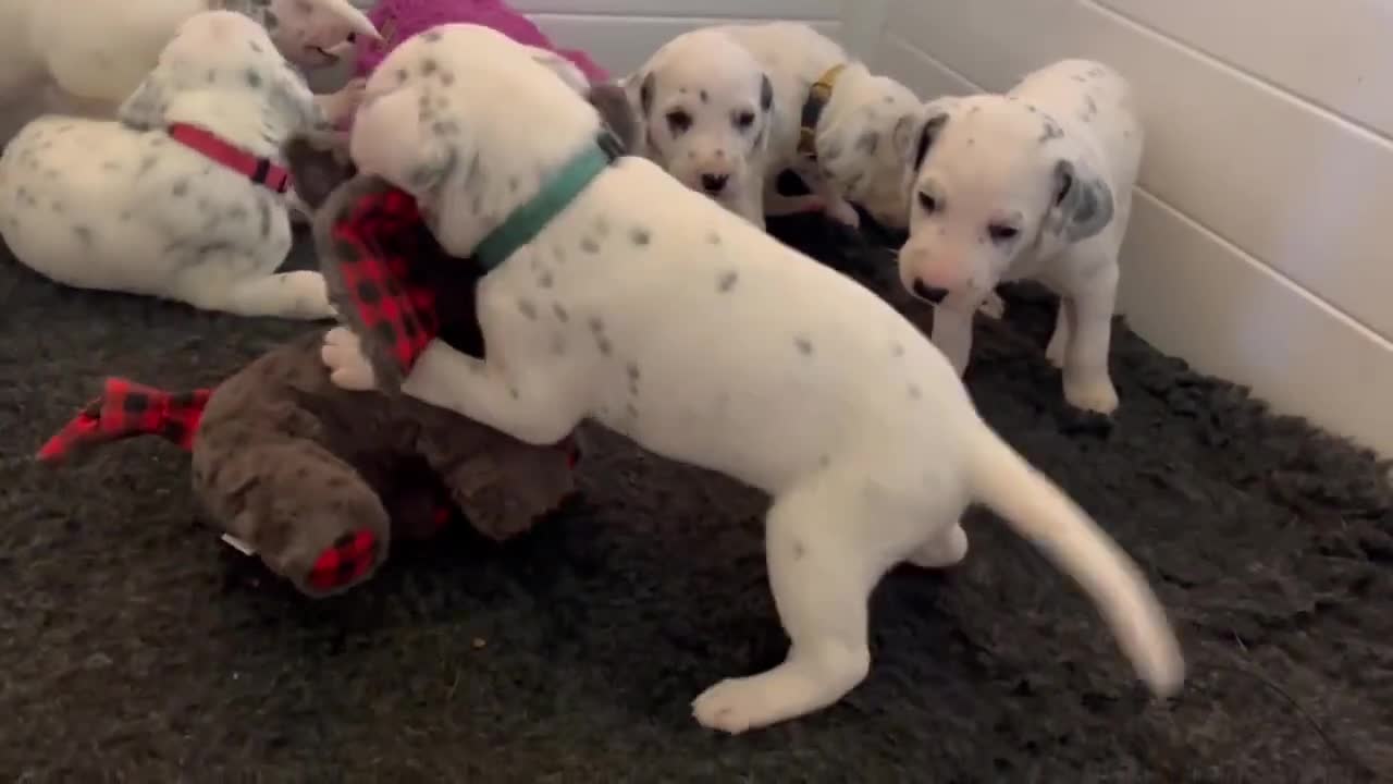 Dalmatian Puppies Line Up In A Row While Playing With A Toy