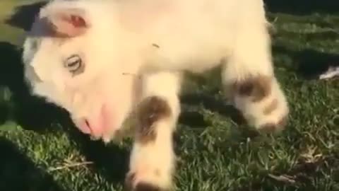 happy to eat grass