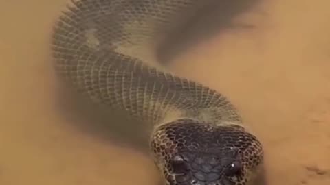 Snake was over eating