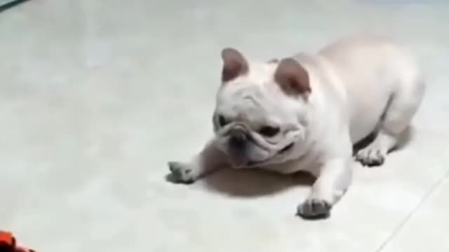 Funny dog video try not to laugh