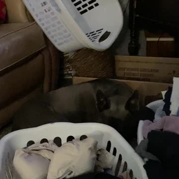 Dog hiding behind bins