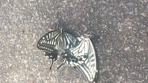 butterfly dead