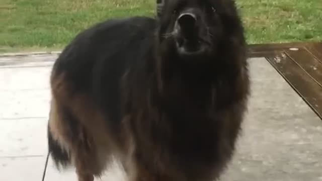 Happy Dog in Rain