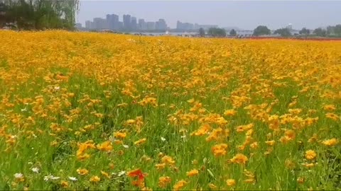 beautiful sea of ​​flowers