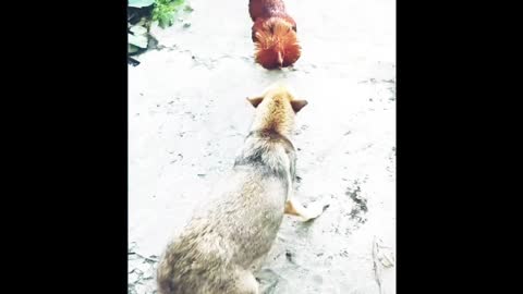 angry dog and cock fight.