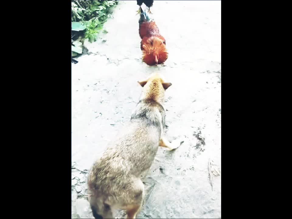 angry dog and cock fight.