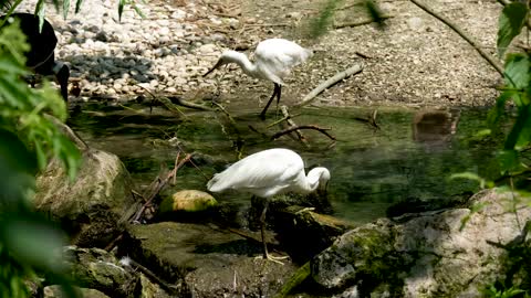 Herons In Their Natural Habitat