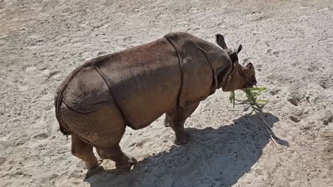 Top view Of A Rhinoceros Feeding On A Leafy Branch