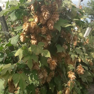 Wild hops for beer