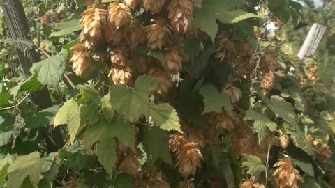 Wild hops for beer