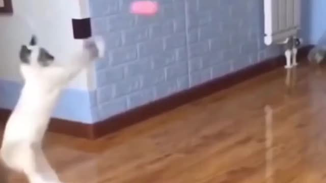 Ninja Cat Showing that ball toy whose boss