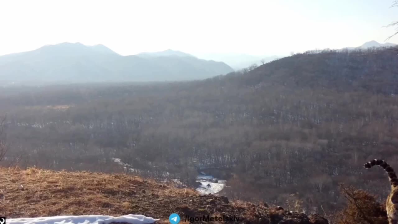 Amur Leopard on a trail cam