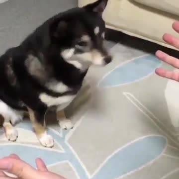 Are you kidding me? What happened to my treat