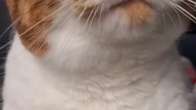 cat say : good moaaaarning guys