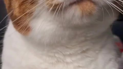cat say : good moaaaarning guys