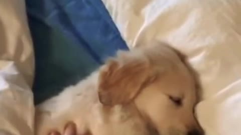 Sleepy Cute Dog