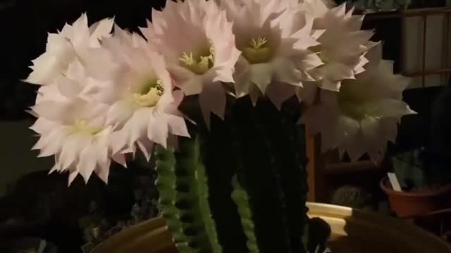 Flower Cactus.... 🌵🌵