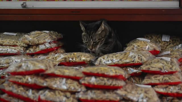 Cat sitting in shop with animal feed on street of Asian city