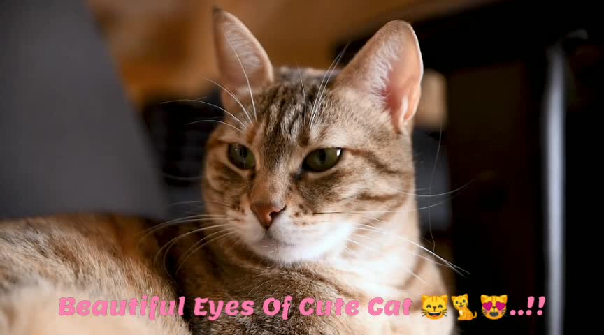 Beautiful Eyes Of Cute Cat 😺🐈😻..!!