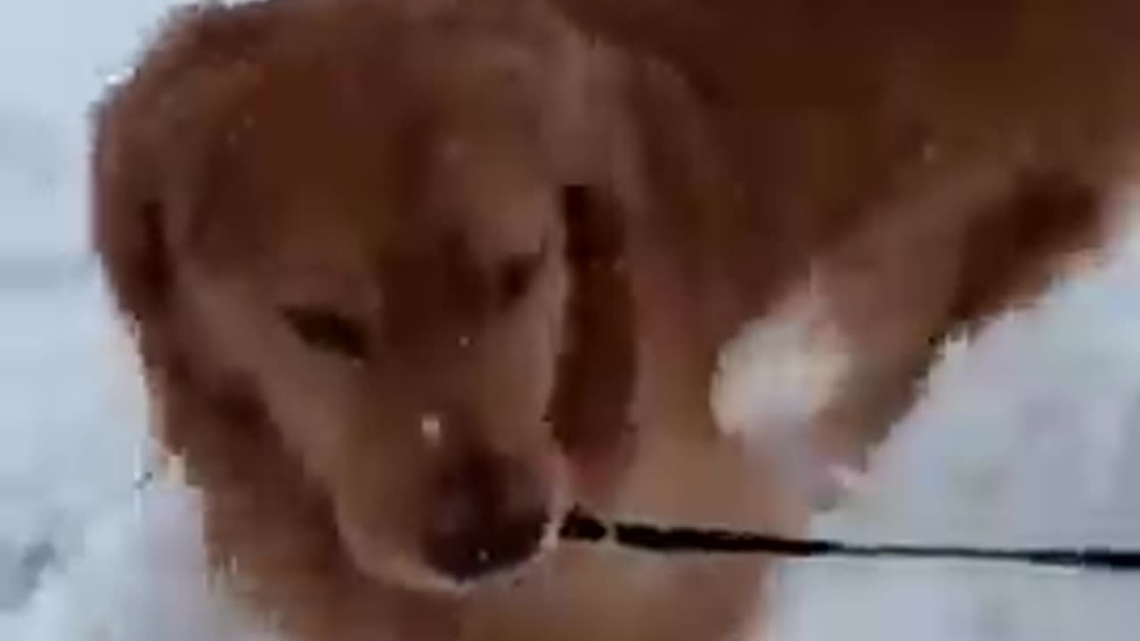#funny animals