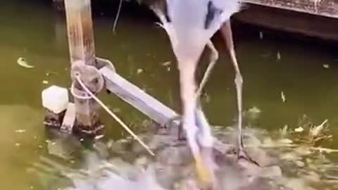 Clever Bird Fishing 🐟 amazing