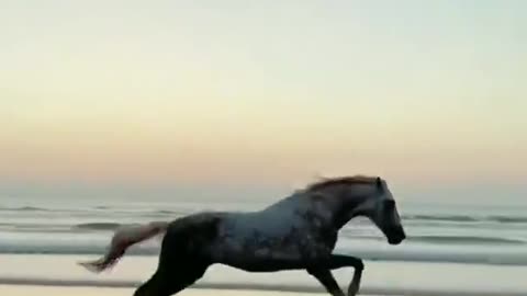 خيل يجري بأقصي سرعه