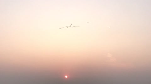 Natural sun birds