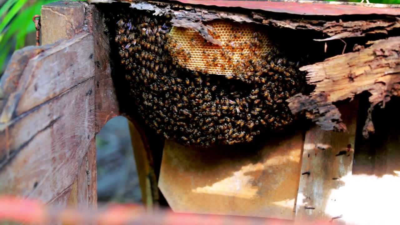 Swarm of wild bees close up