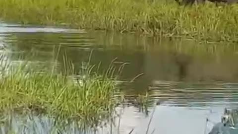 elephant itsnature nature