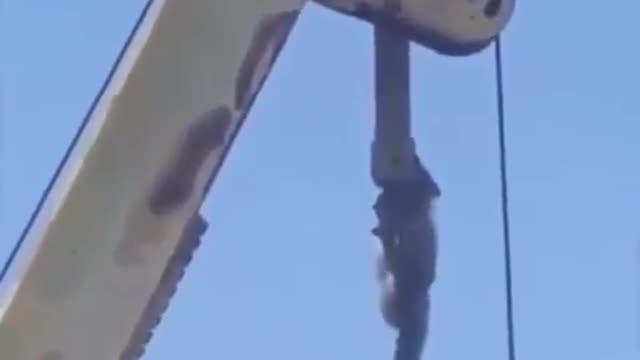 Raccoon with Mission Impossible Theme played with a Flute