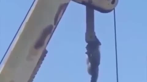 Raccoon with Mission Impossible Theme played with a Flute