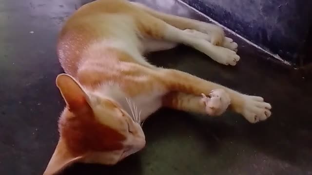 See the cat has fallen asleep and can't be pulled out