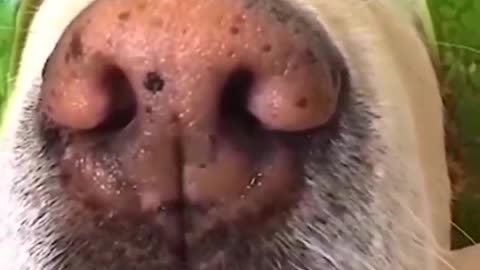 Annoying dog