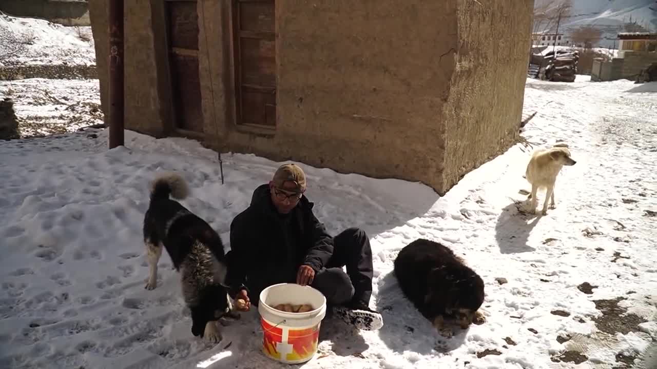 Killing of dogs in Spiti, Himachal Pradesh | Dogs of Spiti - A Hindi short film (Documentary)