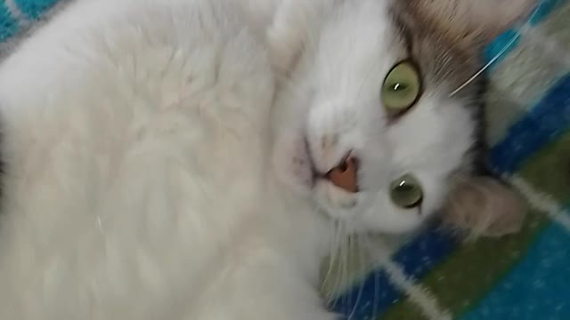 Angry cat