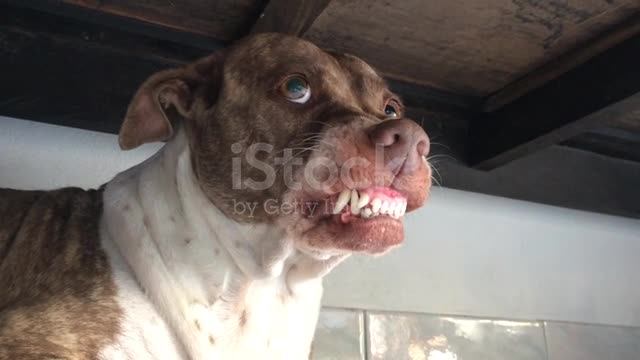 Brown and white dog fierce fangs visible long frightening pointed.