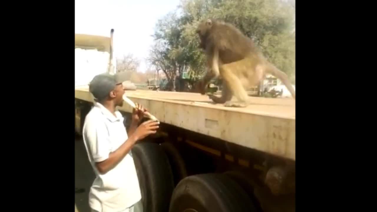 Man and Baboon Share a Meal