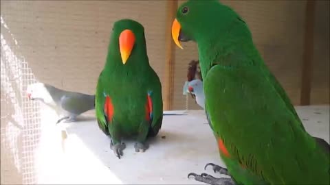 Parrot talk funny video