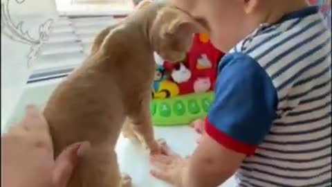 Baby Cats and kids funny video #cute cat #baby cat