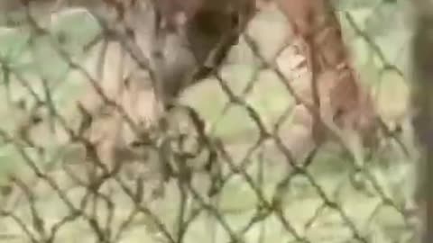 OMG Tiger Vs Lion Fight #shorts